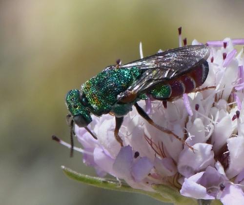 Parnopes grandior